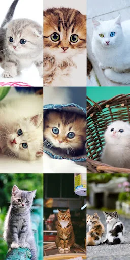 Cute Cat Wallpapers ডাউনলোড করুন – সেরা কিউট বিড়ালের ওয়ালপেপার - Screenshot 11