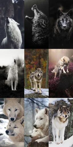 Wolf Wallpaper HD ডাউনলোড করুন – সেরা নেকড়ে ওয়ালপেপার ফ্রি - Screenshot 23