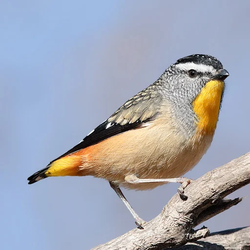 Australian Birds Sounds Pro ডাউনলোড করুন – পাখির ডাক ও গান