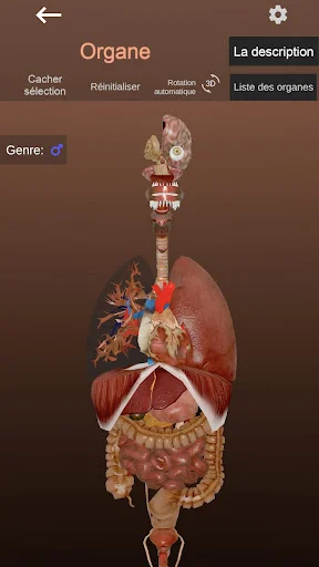 Internal Organs in 3D Anatomy ডাউনলোড করুন – সেরা অ্যানাটমি অ্যাপ - Screenshot 4