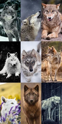 Wolf Wallpaper HD ডাউনলোড করুন – সেরা নেকড়ে ওয়ালপেপার ফ্রি - Screenshot 16