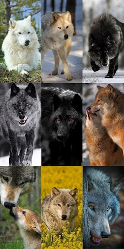 Wolf Wallpaper HD ডাউনলোড করুন – সেরা নেকড়ে ওয়ালপেপার ফ্রি - Screenshot 13