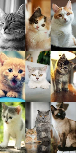 Cute Cat Wallpapers ডাউনলোড করুন – সেরা কিউট বিড়ালের ওয়ালপেপার - Screenshot 12