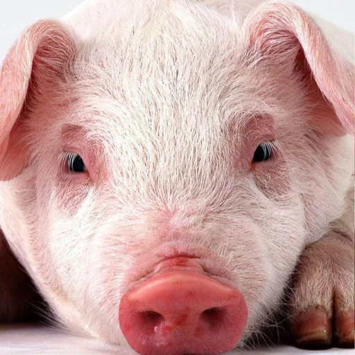 Mini Pig Wallpapers ডাউনলোড করুন – সেরা 4K ও HD ওয়ালপেপার