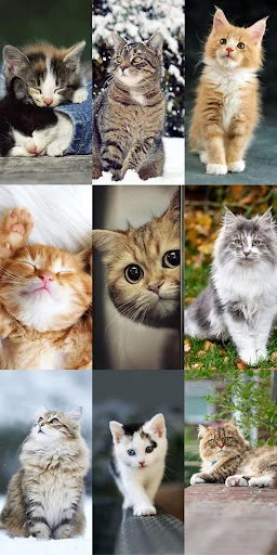 Cute Cat Wallpapers ডাউনলোড করুন – সেরা কিউট বিড়ালের ওয়ালপেপার - Screenshot 13