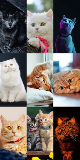 Cute Cat Wallpapers ডাউনলোড করুন – সেরা কিউট বিড়ালের ওয়ালপেপার - Screenshot 22
