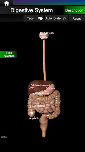 Internal Organs in 3D Anatomy ডাউনলোড করুন – সেরা অ্যানাটমি অ্যাপ - Screenshot 11