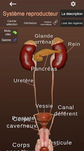 Internal Organs in 3D Anatomy ডাউনলোড করুন – সেরা অ্যানাটমি অ্যাপ - Screenshot 7