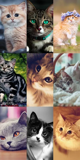Cute Cat Wallpapers ডাউনলোড করুন – সেরা কিউট বিড়ালের ওয়ালপেপার - Screenshot 24
