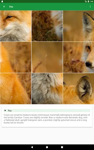 Wild Animals Puzzle ডাউনলোড করুন – বন্যপ্রাণীর মজার পাজল গেম - Screenshot 16