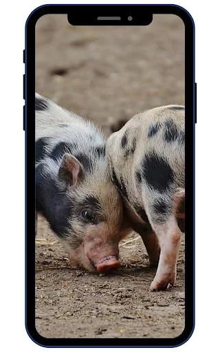 Mini Pig Wallpapers ডাউনলোড করুন – সেরা 4K ও HD ওয়ালপেপার - Screenshot 4