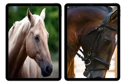 Horse Wallpapers ডাউনলোড করুন – সেরা 4K এইচডি ঘোড়ার ওয়ালপেপার - Screenshot 6