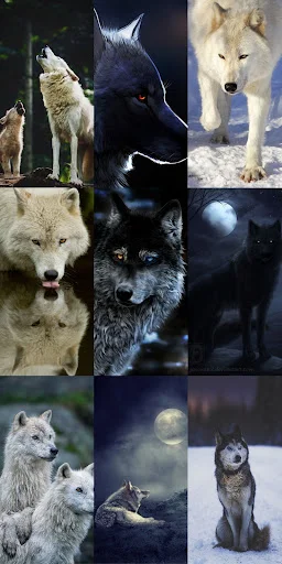 Wolf Wallpaper HD ডাউনলোড করুন – সেরা নেকড়ে ওয়ালপেপার ফ্রি - Screenshot 11